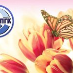 Поздравление 8 марта от ПГК другой формат 1