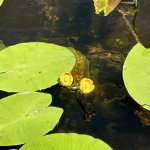 IMG_20240712_131242_192