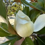 IMG_20240712_131256_933